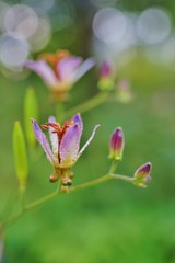 ホトトギスの花