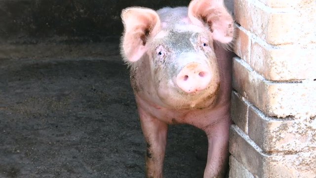 the domestic pig standing at the entrance to the pigsty and the other pig you see a muzzle