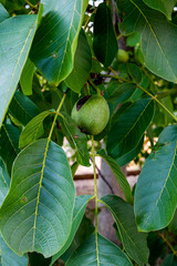 Walnußbaum mit vielen Früchten