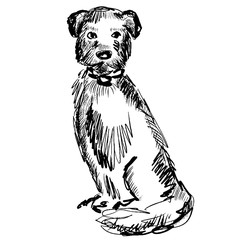 Sitting dog in collar. Portrait of a terrier, purebred dog. Animal illustration with cute pet for design, covers, prints, posters, surface , t shirt, notebooks, scrapbooking
