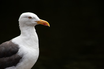 Portrait of a seagull standing proud against a black background in St. James's Park, London, England.