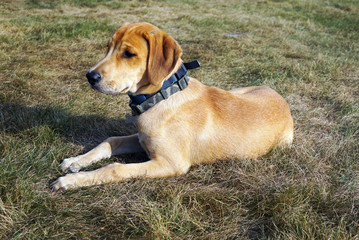 Black Mouth Cur dog Lies on the Grass of the Countryside