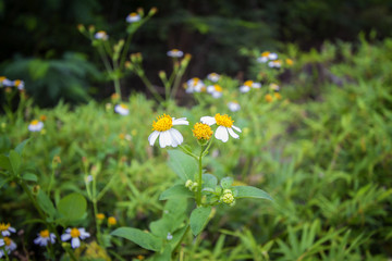 Little three flowers