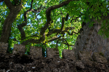 Quinta de Regaleira Portugal Exteriores Jardin