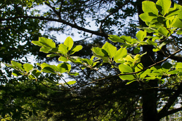 Quinta de Regaleira Portugal Exteriores Jardin