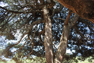 Obraz premium Pine tree