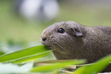 Meerschweinchen