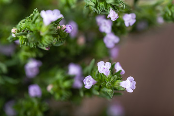 Fresh thyme close-up with copyspace.