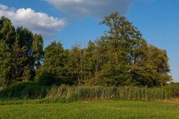 Baumgruppe an einem Bach am Feldrand