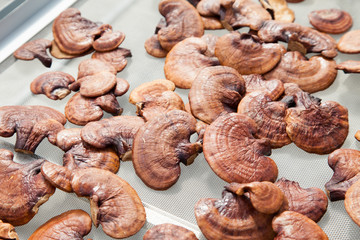 lingzhi mushroom
