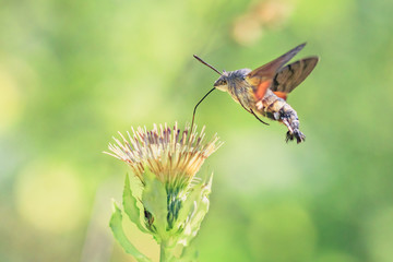 Hummingbird hawk-moth on a wildflower against green natural background