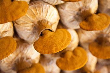 lingzhi mushroom farm