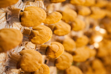 lingzhi mushroom farm