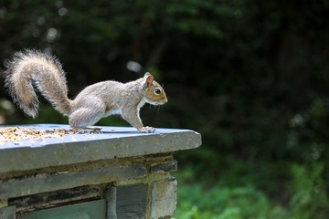 A tame little Squirrel in Snowdonia National Park