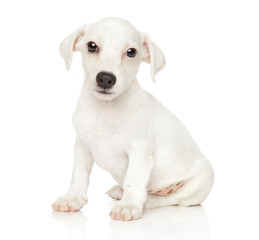 Obraz premium Jack Russell terrier puppy on white