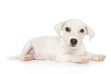 Jack Russell terrier puppy on white background