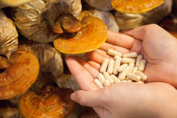 lingzhi mushroom medicine