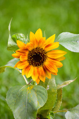 Red sunflower with broken petal