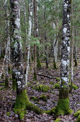 Estonian Forest in the rain