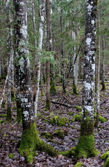 Fototapeta premium Estonian Forest in the rain