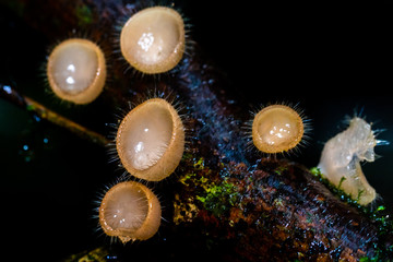 Cup Mushrooms