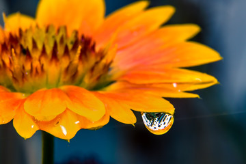 Dew Drop on a Flower