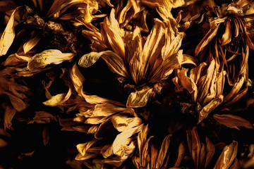 withered chrysanthemum flower in vintage tone