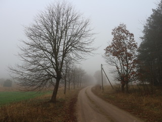 Fototapeta na wymiar Feldweg | Bäume im Herbst im Nebel | Allee