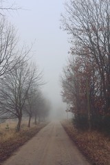 Obraz na płótnie Canvas Feldweg | Bäume im Herbst im Nebel | Allee