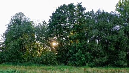 Die Abendsonne scheint durch die Baumgruppe