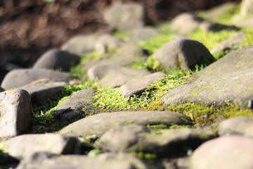 Stones in the forest - closeup