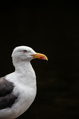 Portrait of a seagull standing proud against a black background in St. James's Park, London, England.