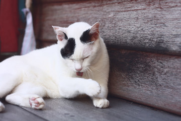 Fototapeta na wymiar White Cat sitting and sleeping on the wooden terrace