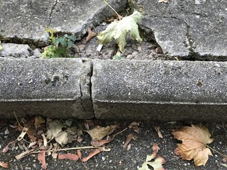 Le trottoir et la plante urbaine