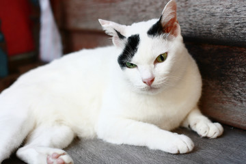 White Cat sitting and sleeping on the wooden terrace