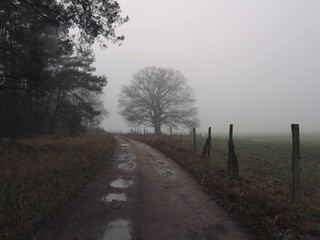 Alte Eiche | Baum im Nebel im Winter | Feldweg