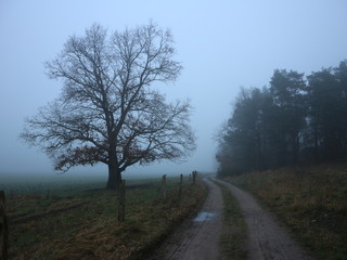 Fototapeta na wymiar Alte Eiche | Baum im Nebel im Winter | Feldweg
