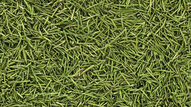 Seamless loopable background from fir needles