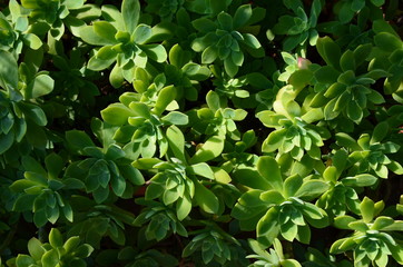 cactus (succulentes)