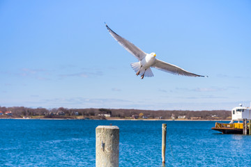 Flying seagull against blue sky over the lake.