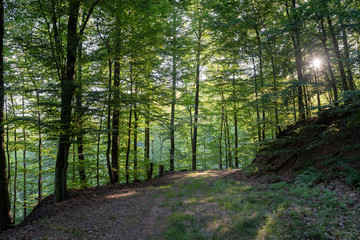 Route forestière dans la forêt vosgienne au petit matin