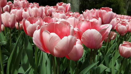 tulips in keukenhof, netherlands