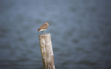 Common Sandpiper brown back with white chest and short dark-yellowish legs and feet. Cute little water bird standing on the stump in a lake.
