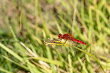 Libellule Sympetrum sanguineum