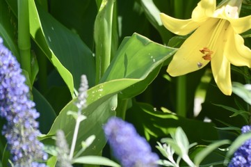 Obraz premium Tulsa 24cb