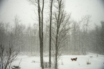 Snowing in the woods with German shepherd