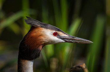 Great crested Grebe Close up