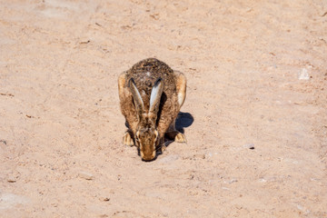 hare in sand