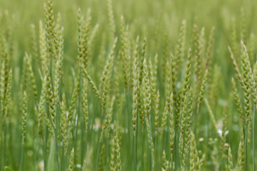 Green field of wheat