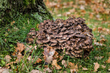 wild maitake mushroom - hen of the woods